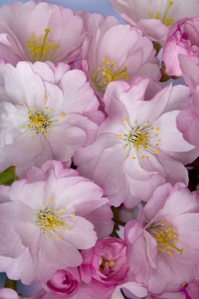 Paulson, Don 아티스트의 A group of cherry blossoms or sakura in spring작품입니다.